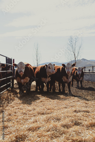 cattle photo