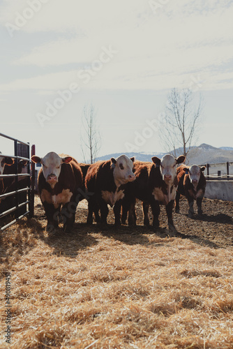 cattle
