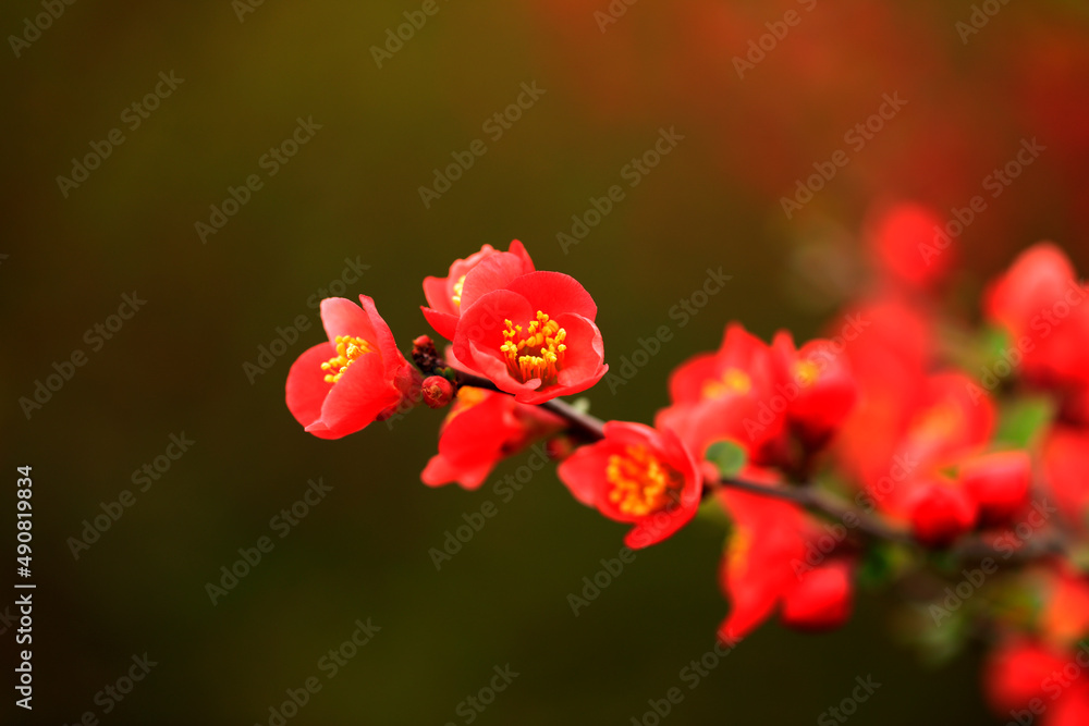 Flowers of Chaenomeles speciosa