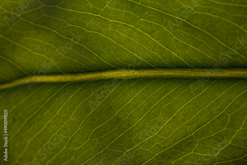 Leaf close-up. Green leaf.