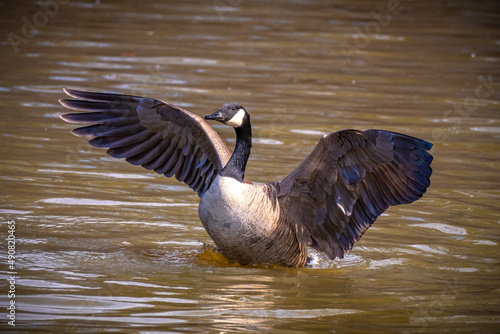 A Canada Goose (Branta canadensis) flaps its wings to shed excess water during bathtime. Raleigh North Carolina.