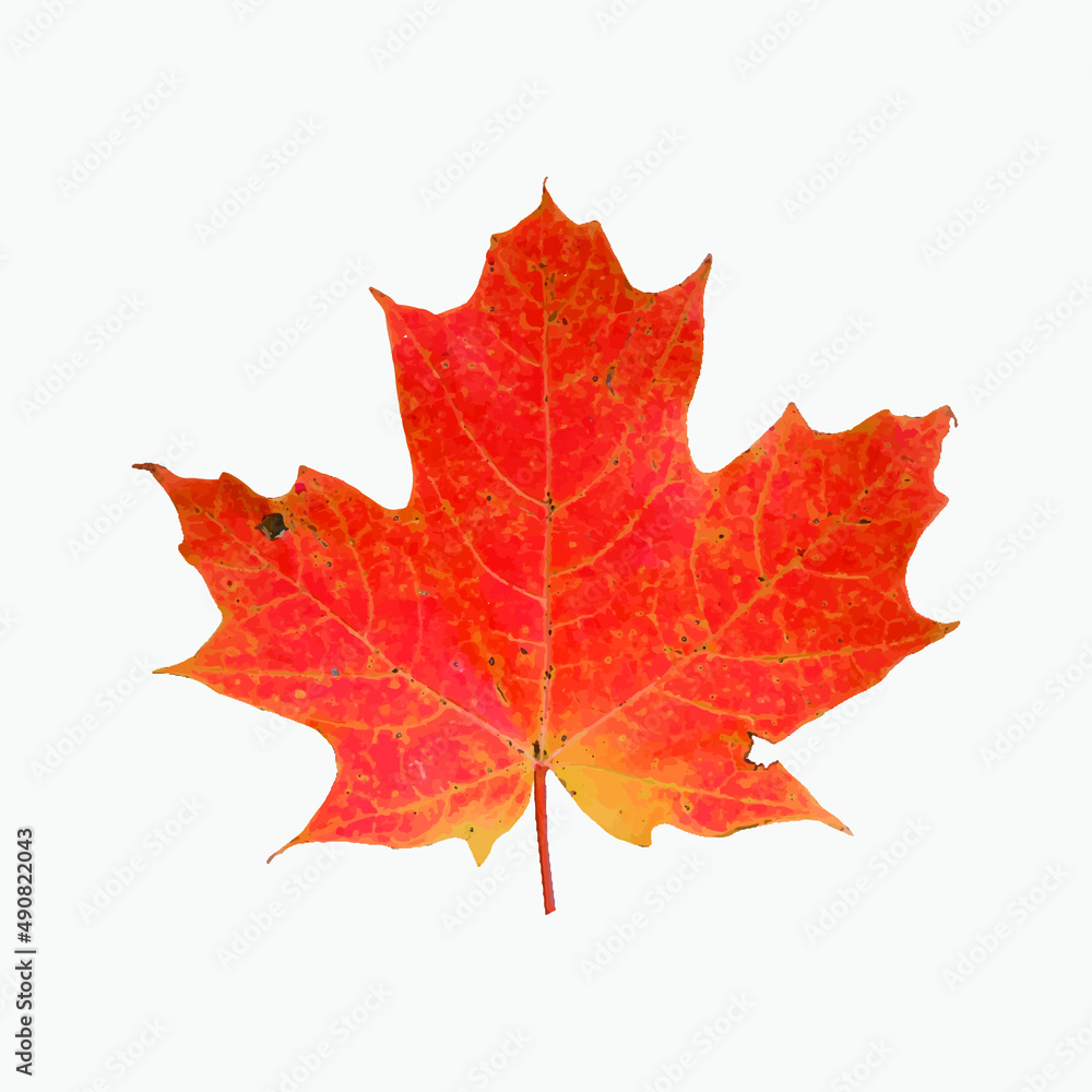 Obraz premium Abstract Vector Maple Leaf