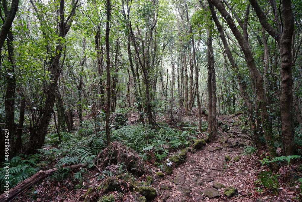 fascinating primeval forest with old trees and fern