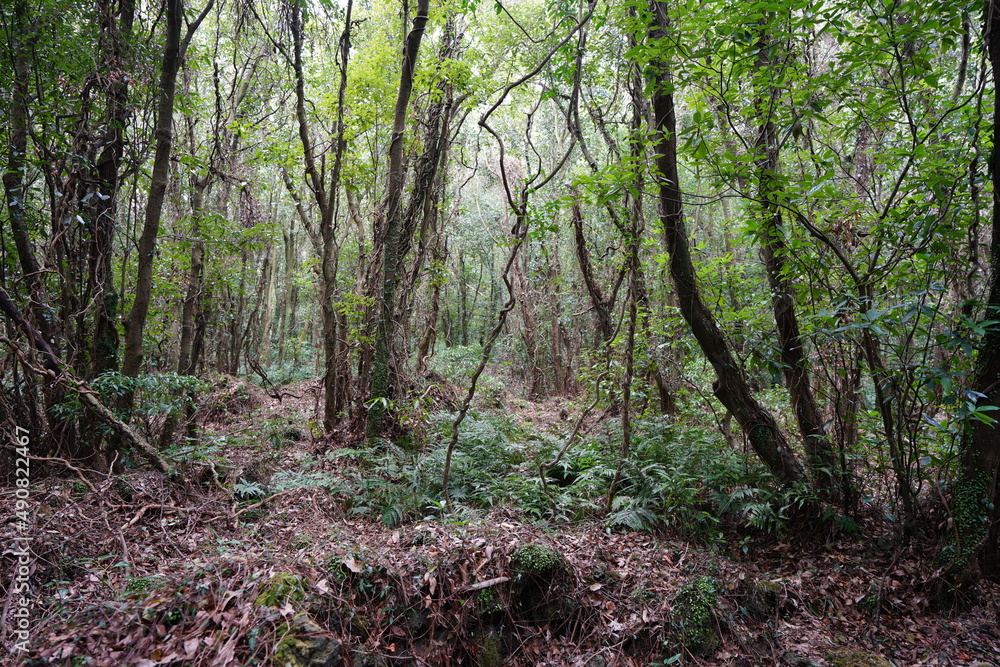 fascinating primeval forest with old trees and fern fascinating primeval forest with old trees and fern