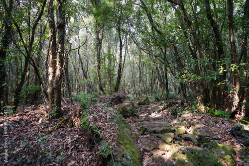 refreshing thick wild forest in the sunlight 