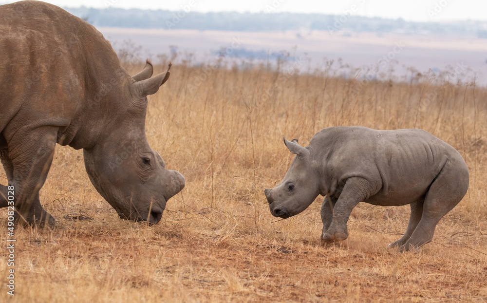 Fototapeta premium White rhino with calf, South Africa