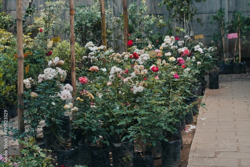 Fototapeta Naklejka Na Ścianę i Meble -  Greenhouse of precious roses in Guatemala 
