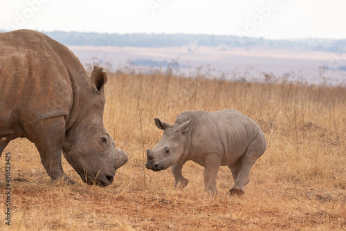 White rhino with calf, South Africa © Kim