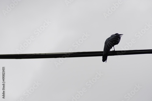 black bird grackle on power line hidden behind its wing  © Crisma