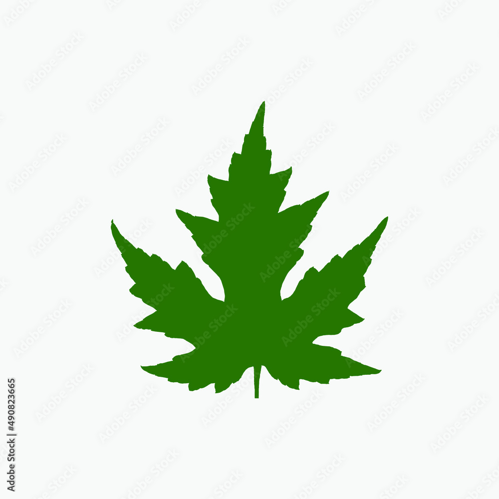 Fototapeta premium Green maple leaf isolated on white background.