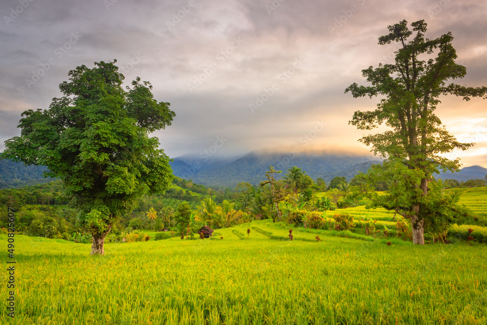 Very soothing morning view of the rice fields and mountains