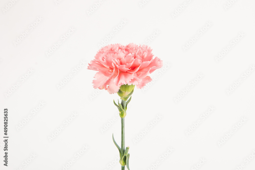 carnation mother's day blessing flowers on white background carnation mother's day blessing flowers on white background