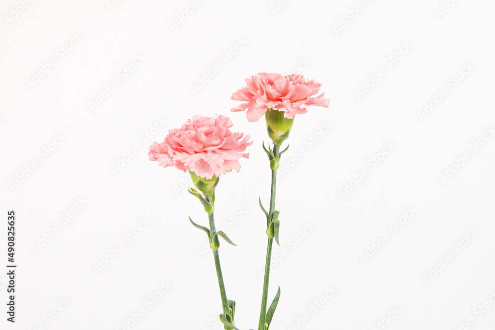 carnation mother's day blessing flowers on white background