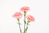 carnation mother's day blessing flowers on white background