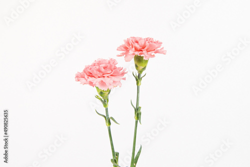 carnation mother's day blessing flowers on white background