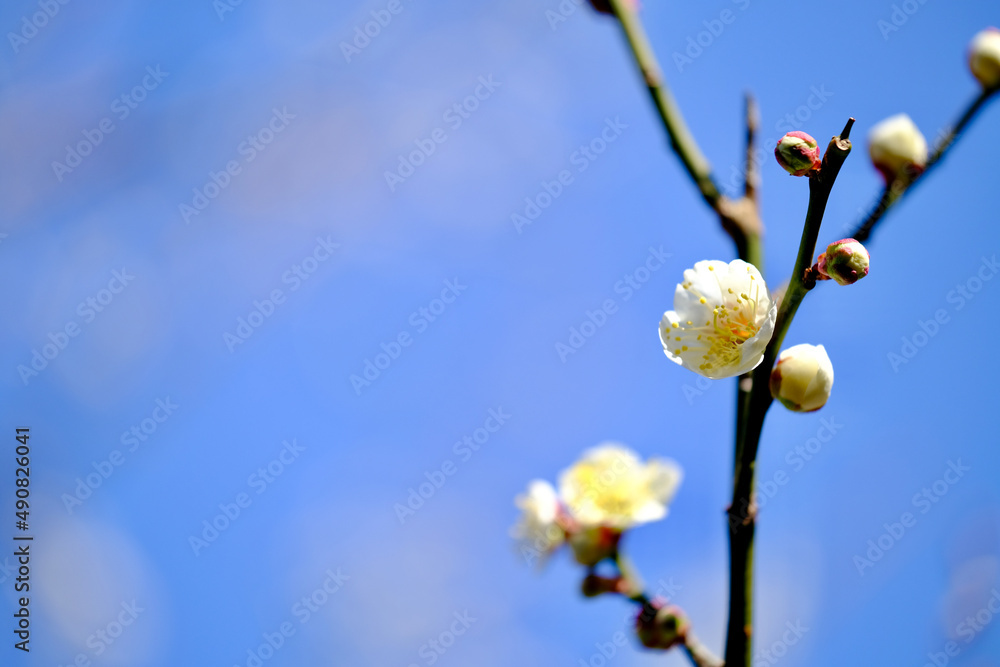 梅の花