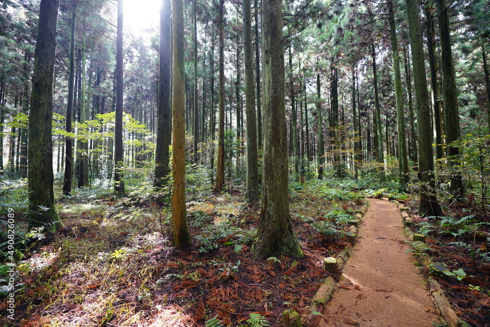 autumn cedar forest and path in the sunlight