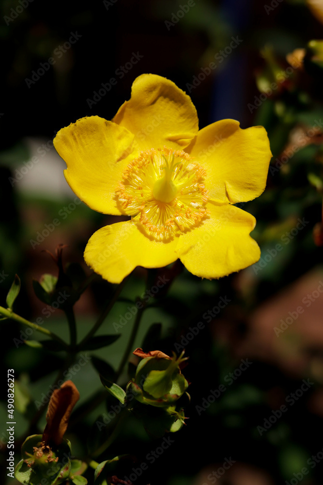 yellow flower in the garden yellow flower in the garden