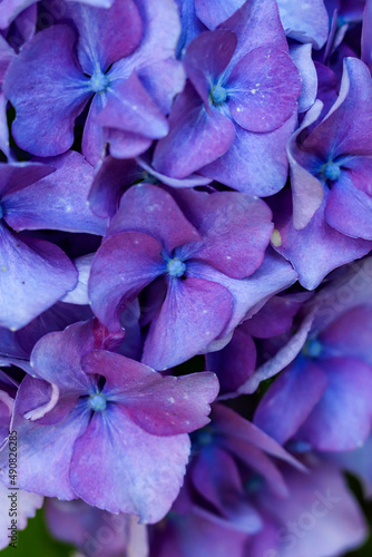 blue and purple flower