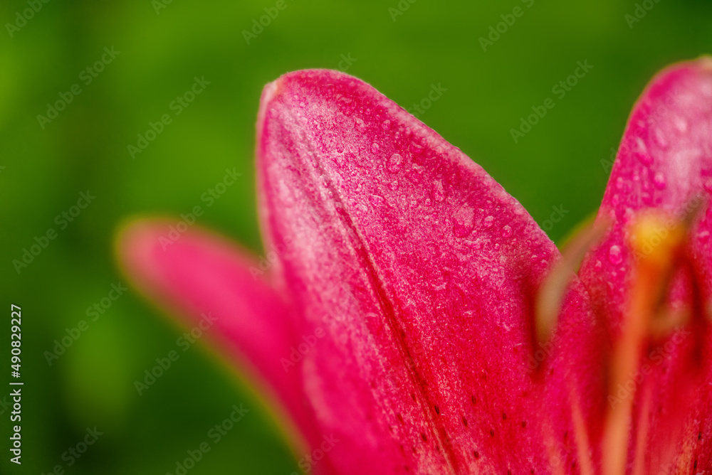 Beautiful bright flower. Red lily macro photo close-up.