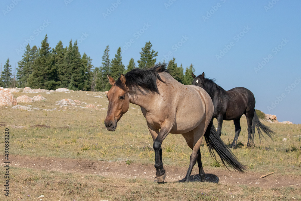 Rust Red Roan mare in front of Black Stallion wild horses in the western United States