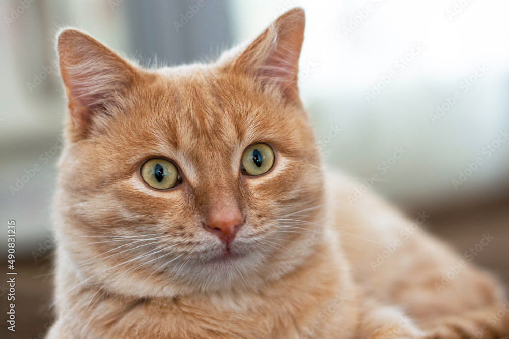 domestic cat sitting on the couch close-up