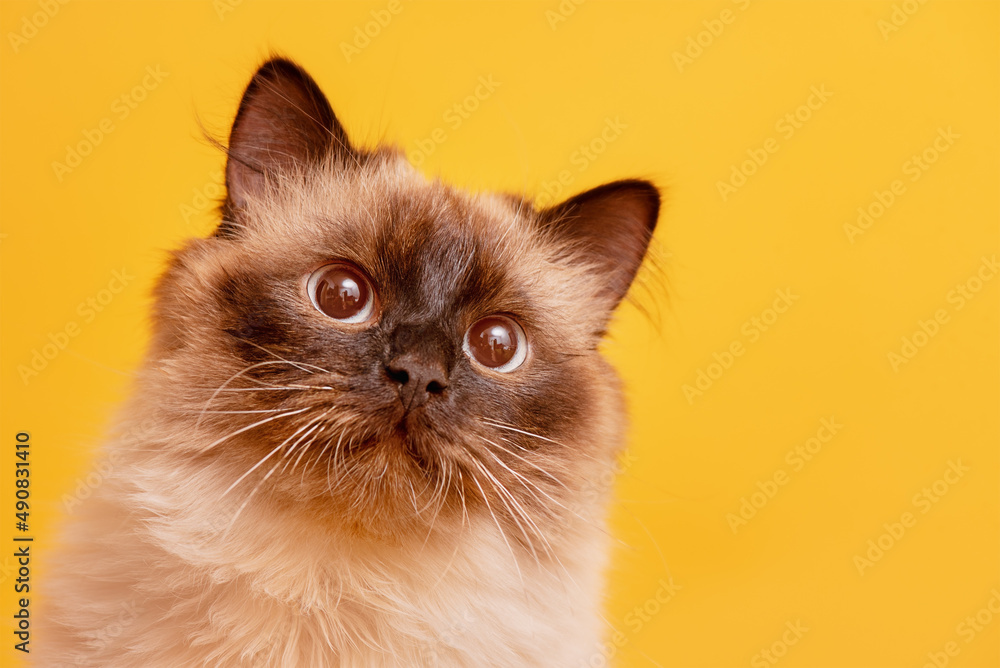 Neva masquerade cat breed color point. Kitten 10 months old on a yellow background.
