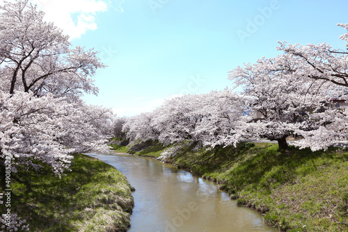 藤田川ふれあい桜 福島県