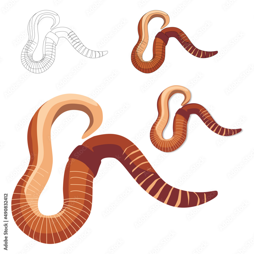 Fototapeta premium Earthworm, brown long curved worm flat, voluminous, with shadows vector