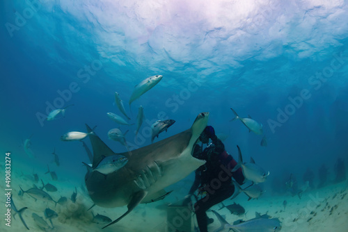 Hammerhead shark going after food  © Bruce