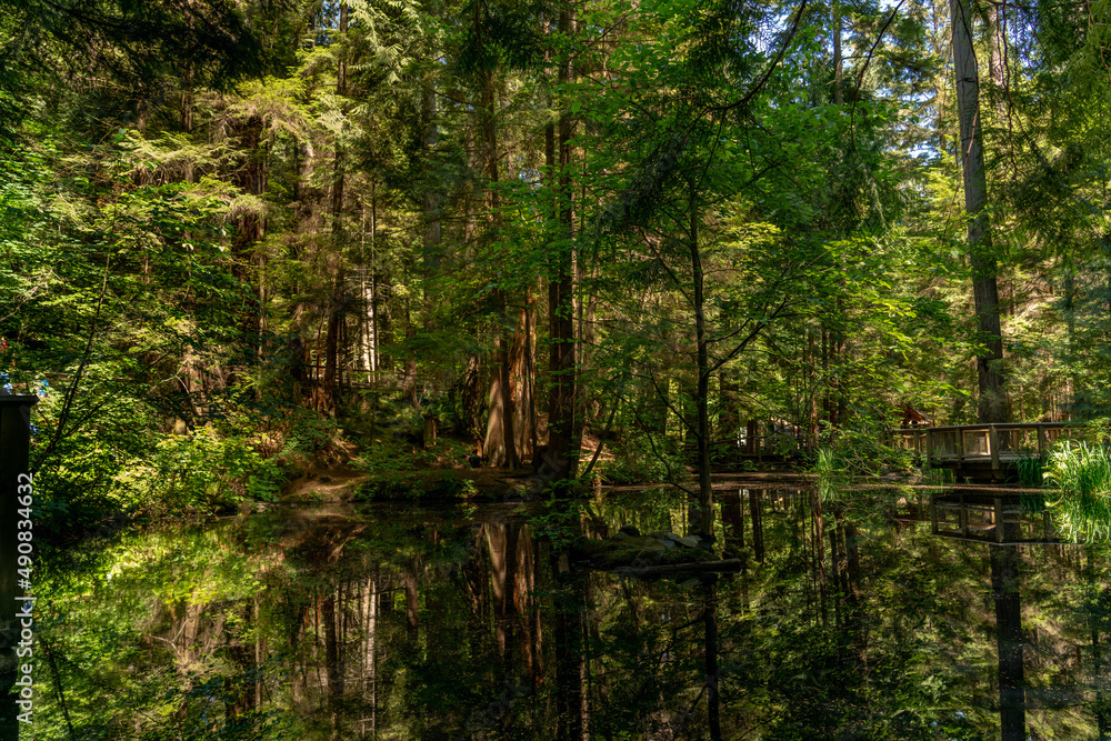 Fototapeta premium reflection of trees in water