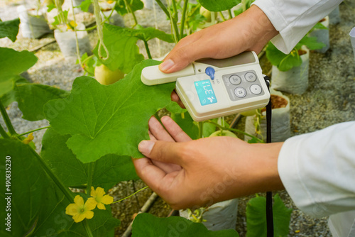 Demonstration of using a melon leaf chlorophyll meter photo