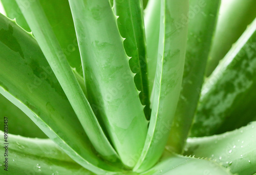Fototapeta Naklejka Na Ścianę i Meble -  Selective focus spike of Aloe Vera nature herb and good for skin