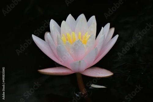 White and pink lotus on a pond with black background