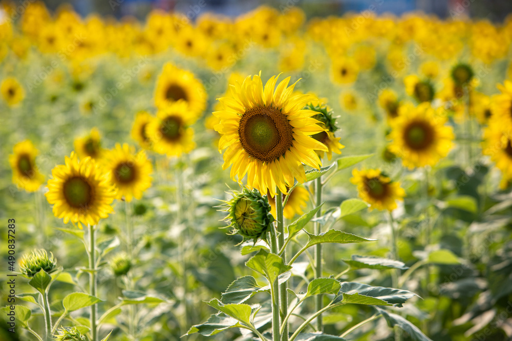 Sunflowers, sunflower garden in the morning