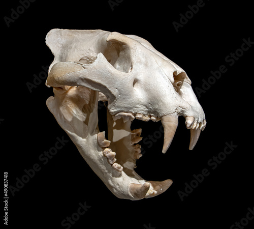 The skull of the lion - Panthera leo, isolated on a black background.