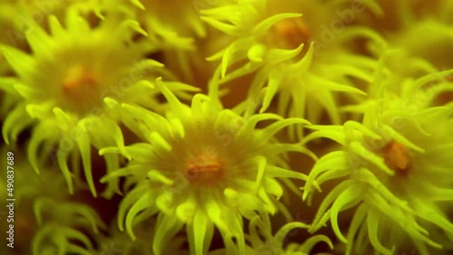 Yellow polyps of Rhizopsammia minuta coral close-up