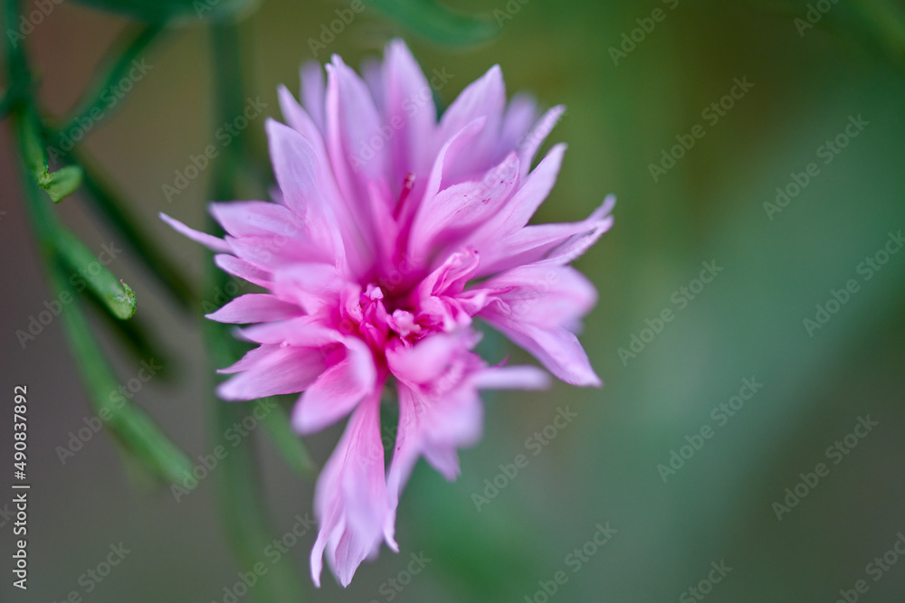 red-pink flower close-up grows in the summer cottage