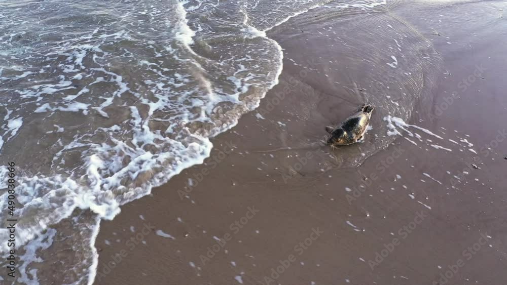 Drone Of Common Seal, Phoca Vitulina, In Shallow Surf Drone Of Common Seal, Phoca Vitulina, In Shallow Surf