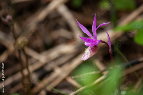 Photos Fairy Slipper