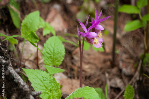 Fairy Slipper photo