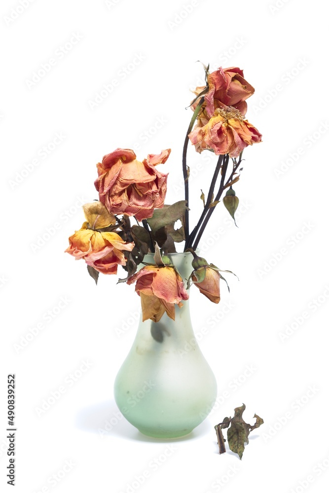 Dried out roses in a vase with white background