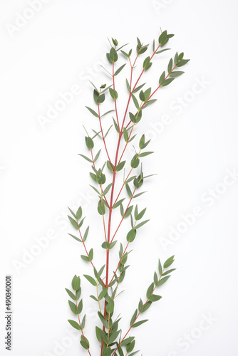 Eucalyptus branch with fresh leaves isolated on white, top view