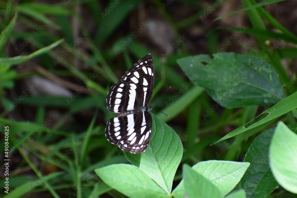 black striped butterfly in nature black striped butterfly in nature