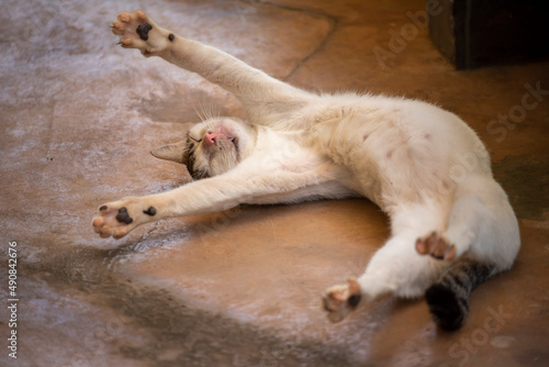 Cat sleeping and dreaming photo