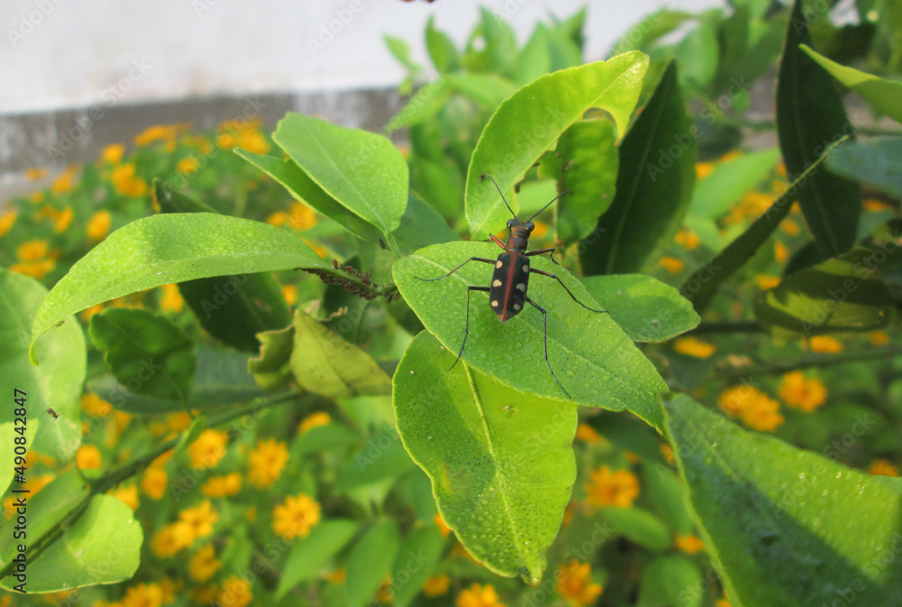 dragonfly on leaf