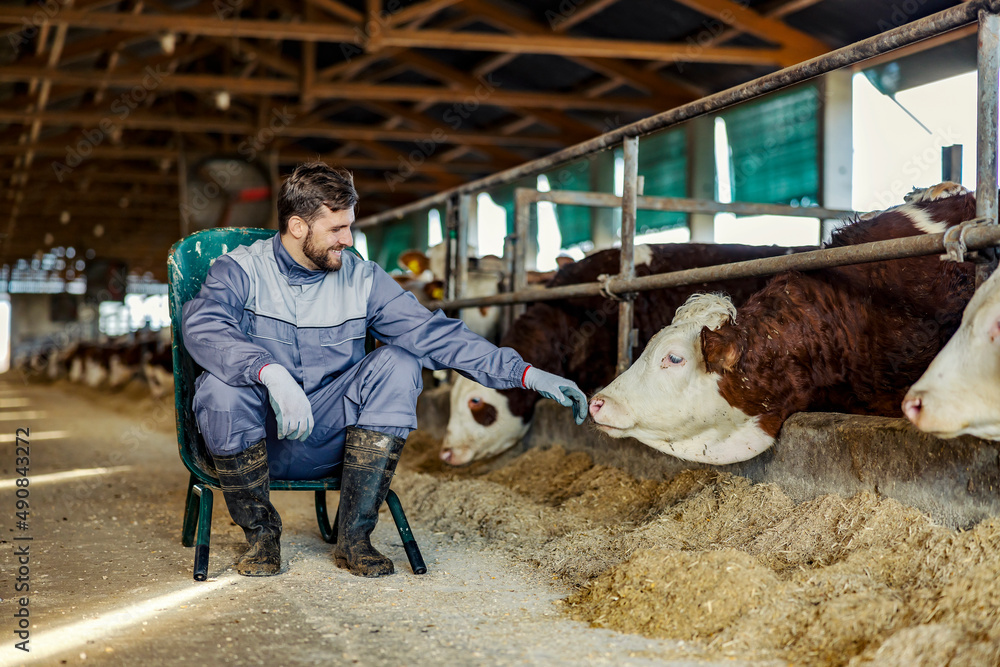 A dedicated farmer sitting on chair next to a cow in stable. A dedicated farmer sitting on chair next to a cow in stable.