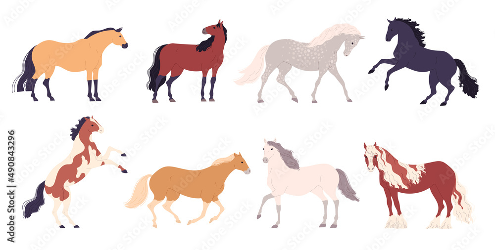 Set of different breeds of horses Vector illustration.