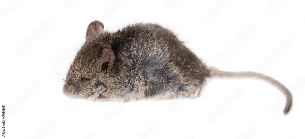 The mouse is isolated on a white background. The mouse is isolated on a white background.