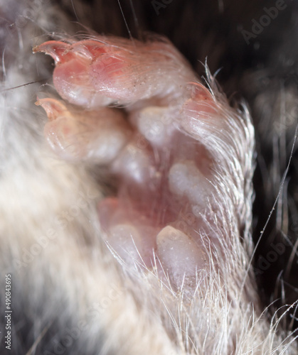 Mouse paw with claws.